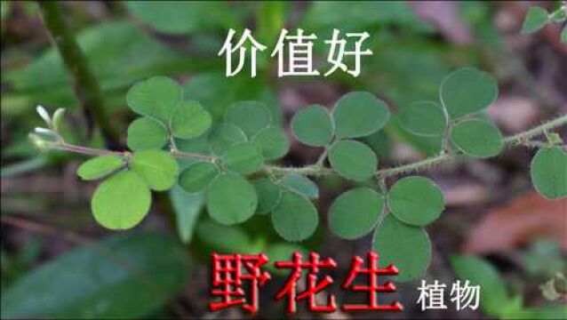 农村“野花生”植物长什么样?少见珍贵难找,您知道有什么用吗?