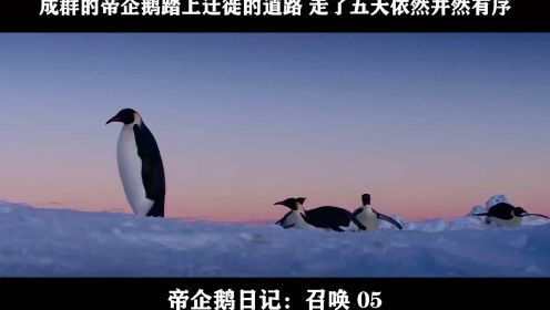帝企鹅日记：召唤-05，成群的帝企鹅踏上迁徙的道路 走了五天依然井然有序