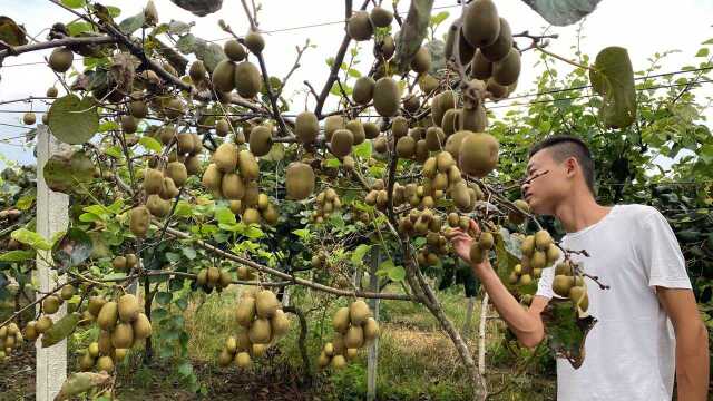 卖果苗的老板确实没骗人,高价买的树苗产量惊人,一棵收入8000元