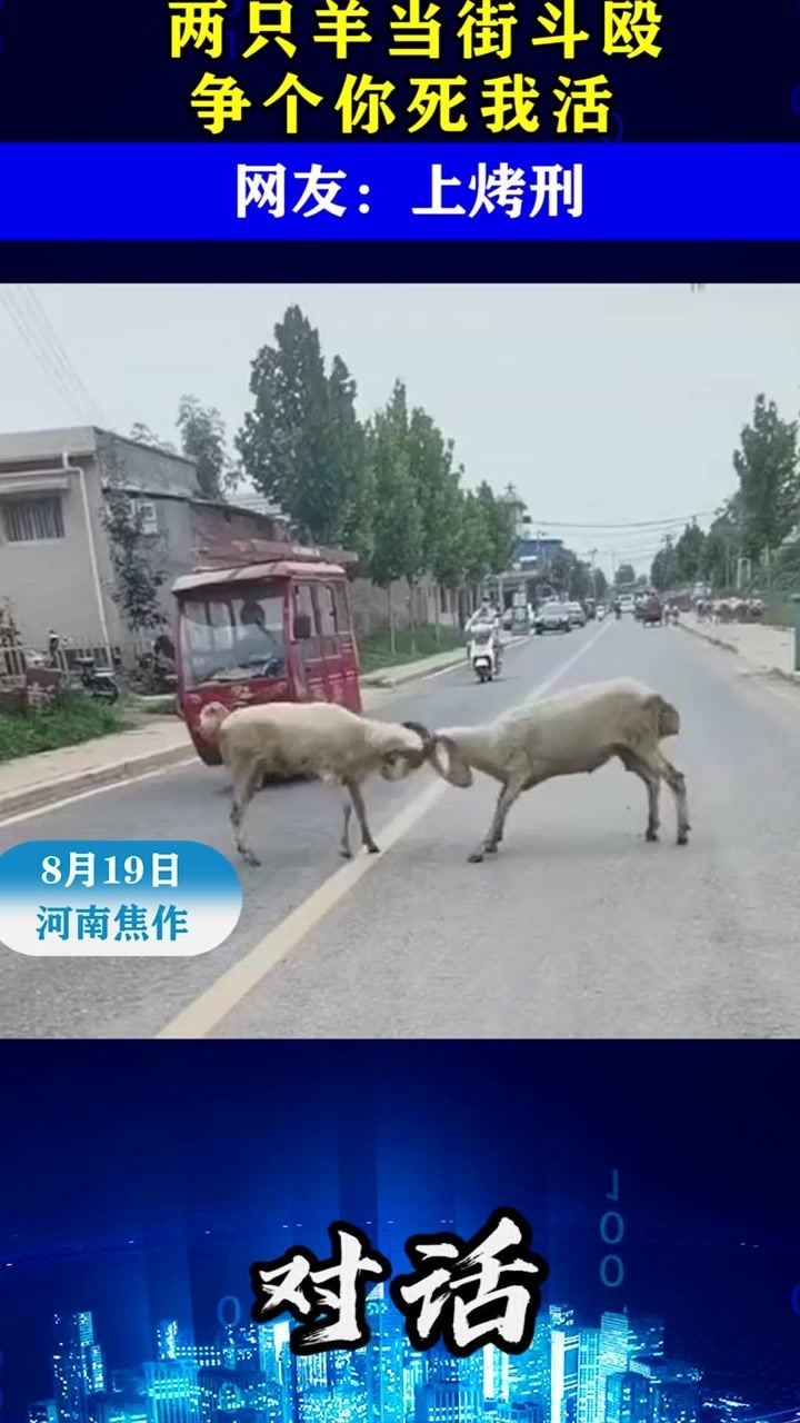 两只羊当街斗殴,寻衅滋事争个你死我活,网友:上烤刑!