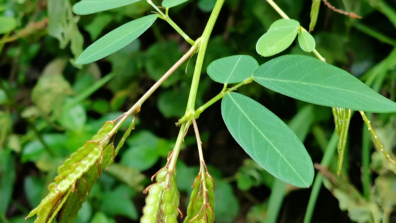 这种挂果植物叫异果山绿豆它是一种野生中草药材来认识一下