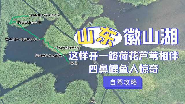 山东微山湖环湖自驾,这样开一路荷花芦苇相伴,四鼻鲤鱼令人惊奇