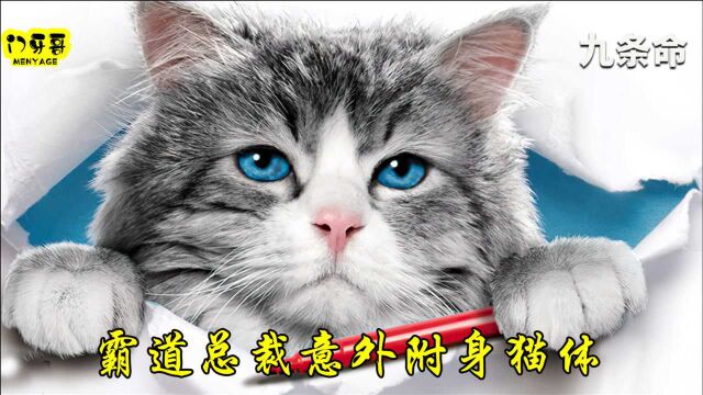 奇幻猫咪电影:霸道总裁意外附身猫咪,却找回了他无意忽略的爱