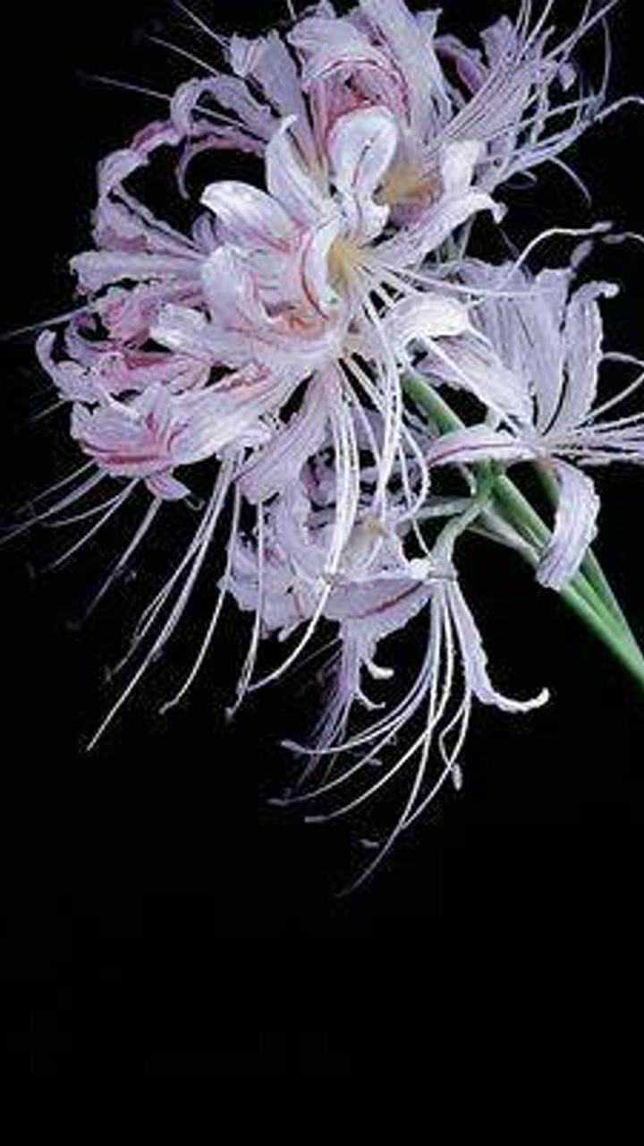 的花语是无望的爱情,曼陀罗有着孤独而又绝望的寓意,桔梗花的花语是不