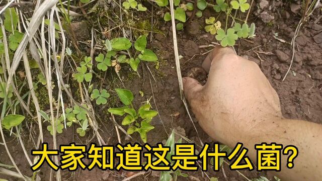 大家吃过这种菌没?