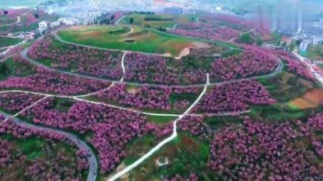 航拍贵州瓮安草塘万亩樱花盛开,风景美得醉人,好想去旅游