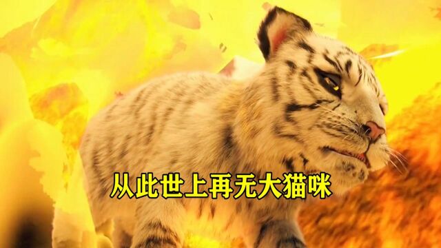 从此世上再无大猫咪