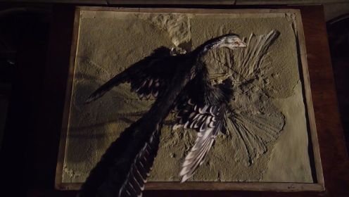 《起死回生 大卫·爱登堡探秘自然历史博物馆》- 现代科技复原的远古生物为我们献上了一幕幕生动的表演！