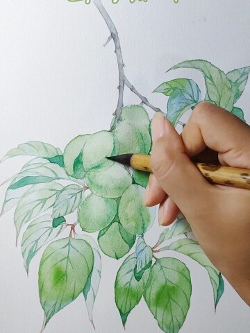 绘画水彩手绘 青梅上色过程