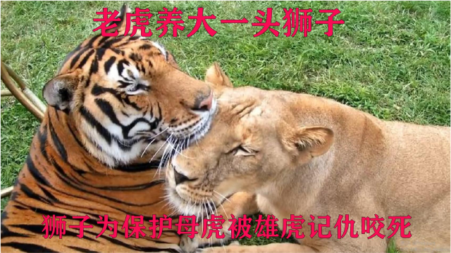 老虎养大一头狮子,狮子保护母虎和雄虎硬钢,却被记仇的雄虎杀死