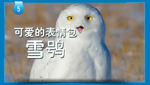 可爱的表情包:雪 