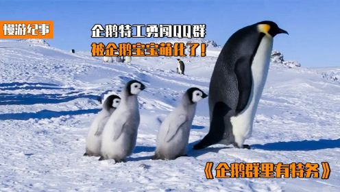 比综艺还好笑的纪录片，企鹅特工潜入QQ群，被企鹅宝宝萌出血#纪录片推荐官第三期#