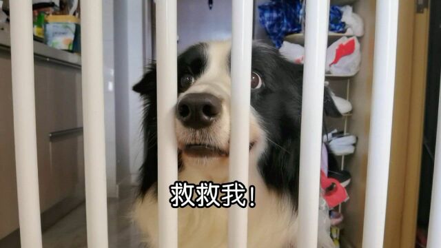 今日企划:翻新小狗~