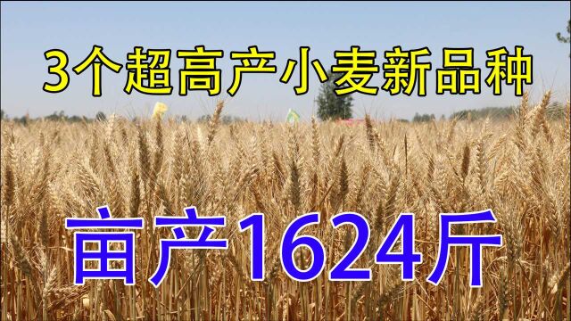 这3个“超高产”小麦新品种,亩产高达1624斤,刷新单产最高纪录