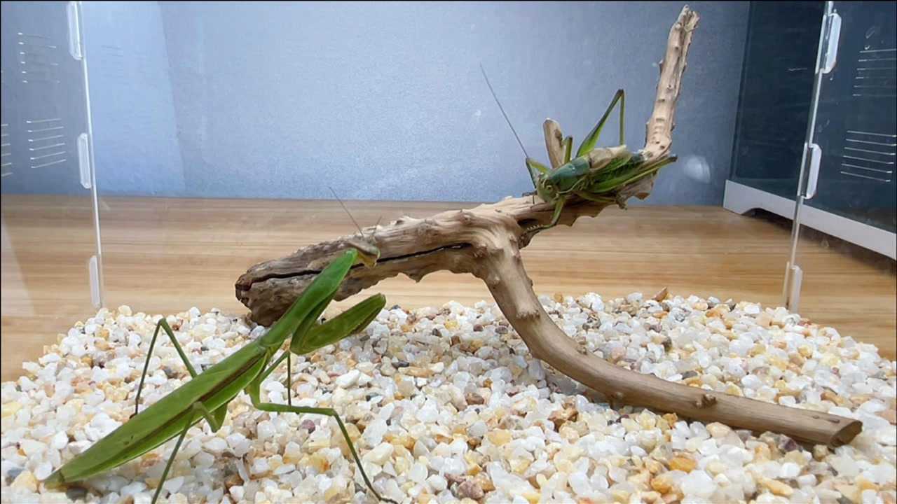螳螂VS蝈蝈昆虫中顶级猎手之间的PK_高清