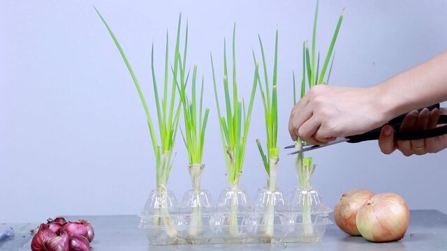 趣味实验DIY:儿童轻松园艺活动/为儿童种植植物,与儿童一起种植