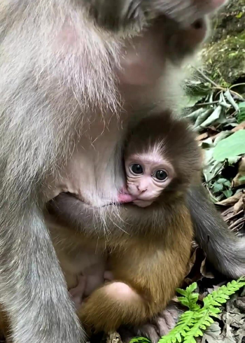 一口吃两个奶的猴宝宝你们见过吗,太可爱了