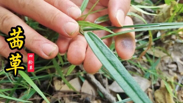 四方草图片和功效图片