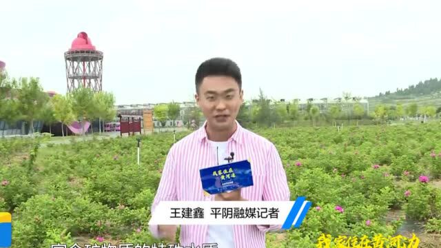 我家住在黄河边|能赏能吃能入药,原来你是这样的平阴玫瑰!