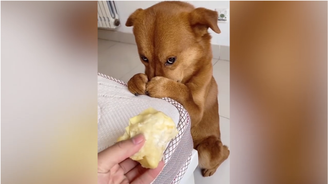 爆笑:大哥喂狗子吃榴莲,兄弟你是真的狗啊