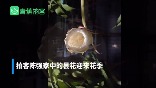 中秋的惊喜!四川拍客记录昙花绽放过程,太仙太美