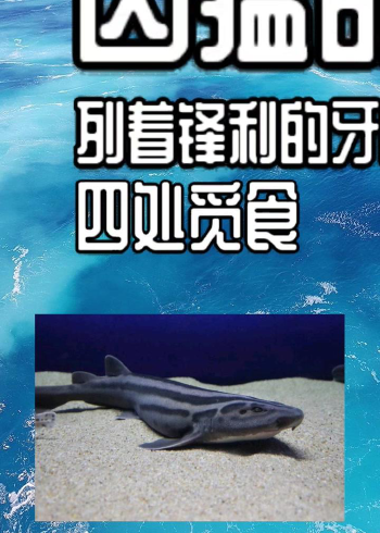 意大利海域出現