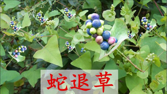 蛇药“杠板归”植物认识吗?农村俗称“蛇退草”,2大用途了解下