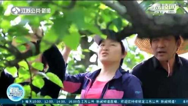 咱们的小康路!盐城大丰恒北村:一颗梨让幸福更有“甜度”