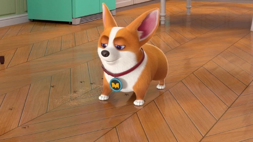 飞狗moco 短腿小柯基:主人,我再也不要帮忙了_高清1080p在线观看平台