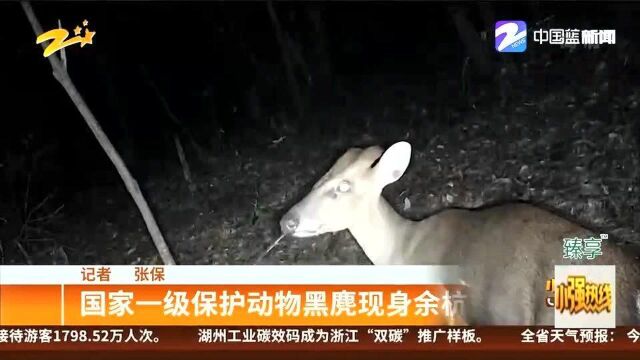 国家一级保护动物黑麂现身余杭径山 监控拍下全过程