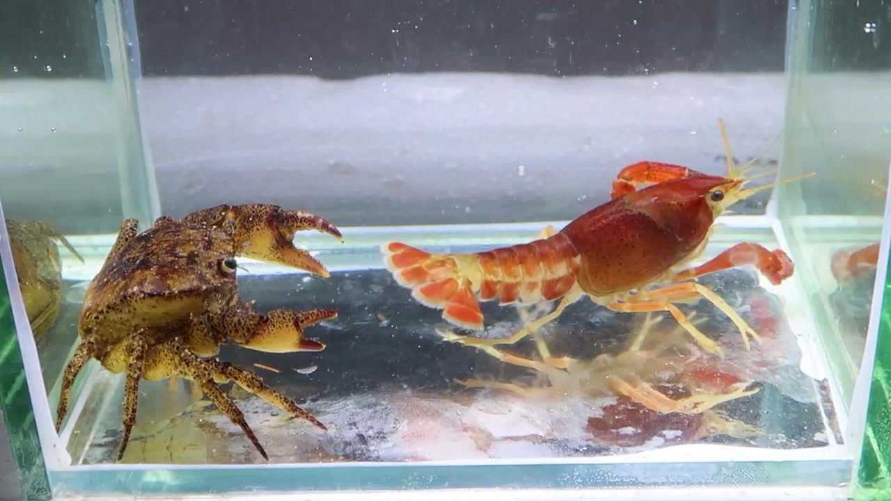 螃蟹大战龙虾,猜猜谁能赢?结果很意外_腾讯视频