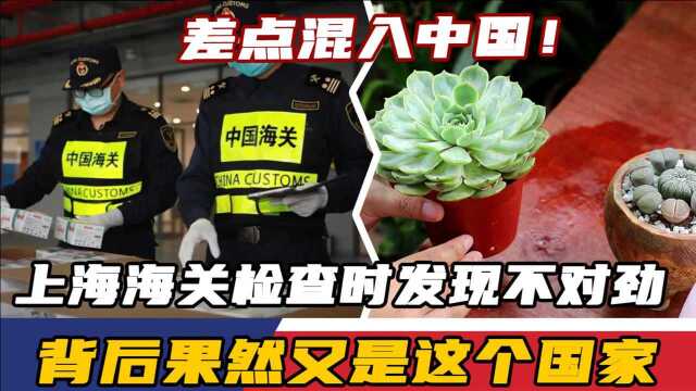 想装“萌”混入中国?上海海关果断拦截,背后果然又是美国!