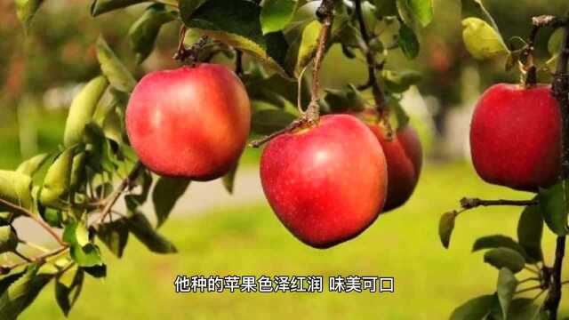 另一种成功“吻痕”