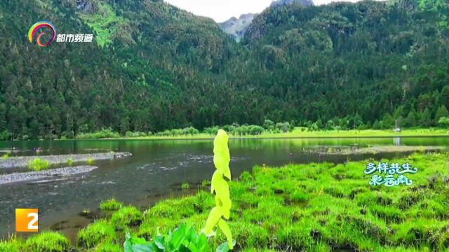 高山植物奇种“小巨人”逆境中求生