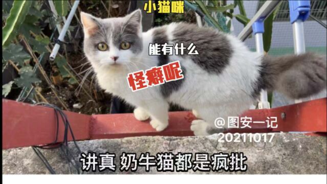 【图安一记】小猫咪能有什么怪癖呢?讲真 奶牛猫都是疯批