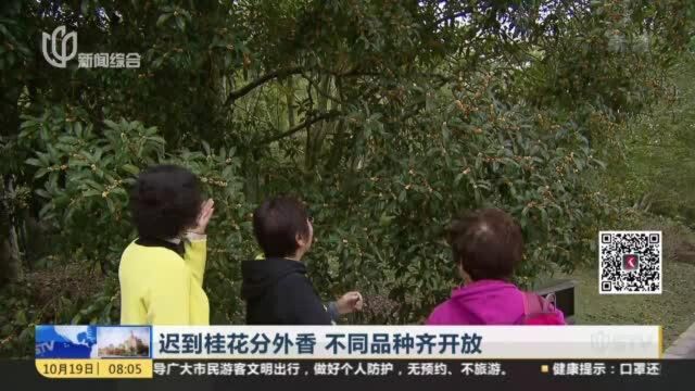 迟到桂花分外香 不同品种齐开放