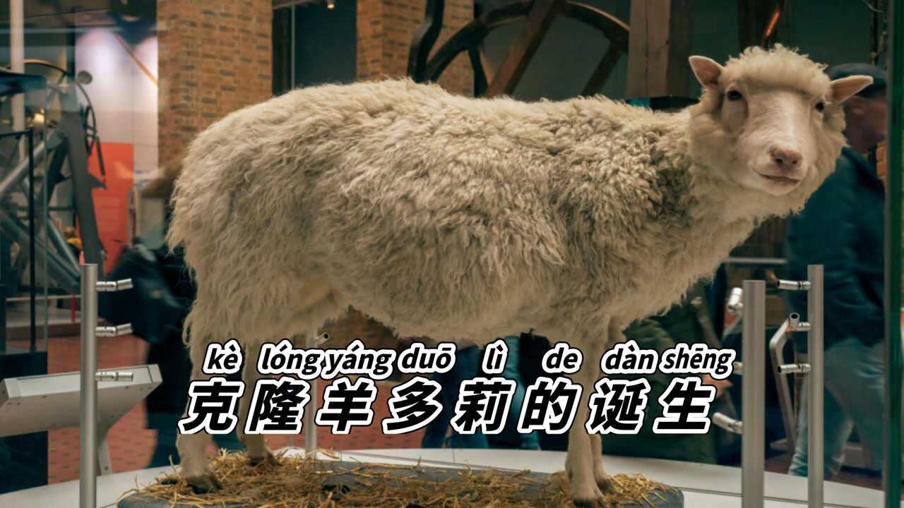 克隆到底有多神奇,克隆羊多莉的诞生过程你了解吗,克隆羊可以存活多久?_高清1080P在线观看平台_腾讯视频