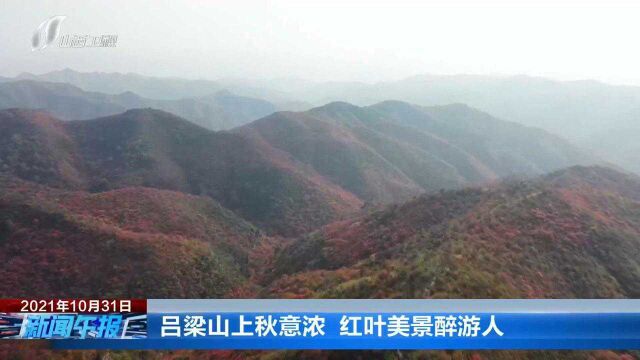 吕梁山上秋意浓 红叶美景醉游人