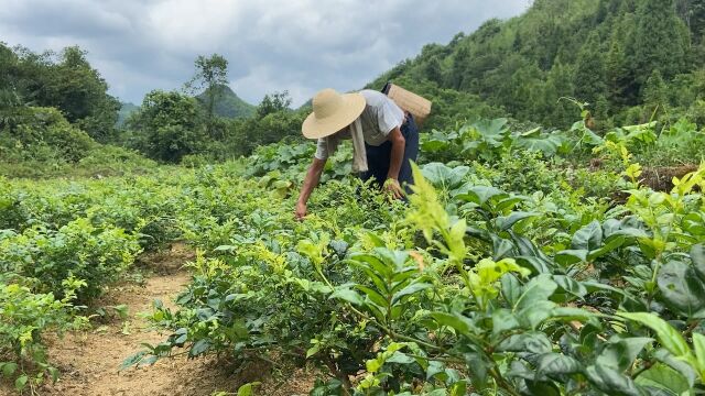 莓茶您了解多少?农村人栽莓茶到成品,步骤有这些