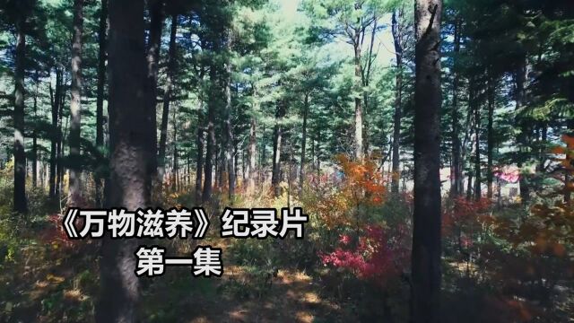 《万物滋养》1.万物生长的秘密,从动植物的诞生到死亡,皆起源于森林.纪录片