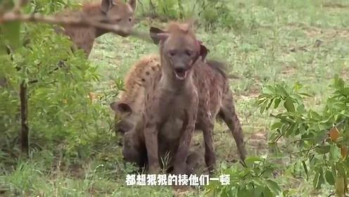 一只怀孕鬣狗被自己的“兄弟”掏肛，全程无尿点，镜头拍下全过程