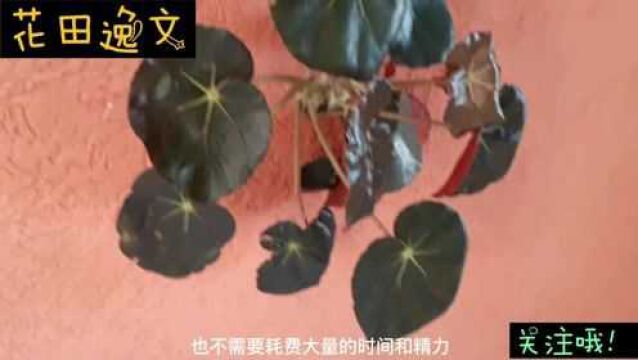 秋海棠盆栽适合室内摆放,养护省事,欣赏价值高,花期长