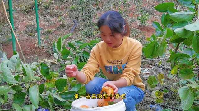 人生在变化,柿子也在改变,水果到饭桌上的菜,一倍柿子酒