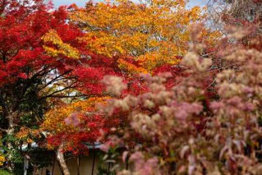 京都红叶放送:看银杏与红叶交织的秋色斑斓