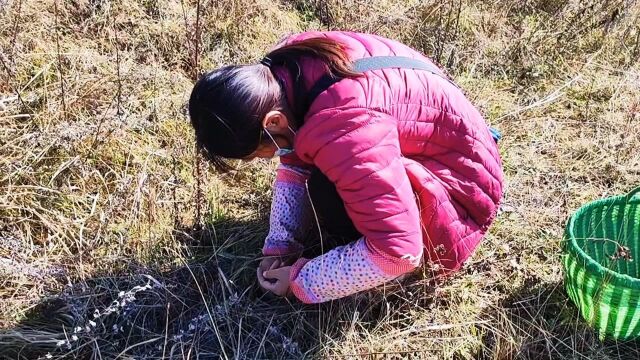 甘肃原生态农村生活,上山捡地软做包子,野味十足忒好吃