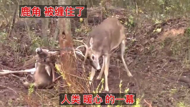 两只麝鹿的鹿角被铁丝缠住,无法动弹,人类的救援太暖心了