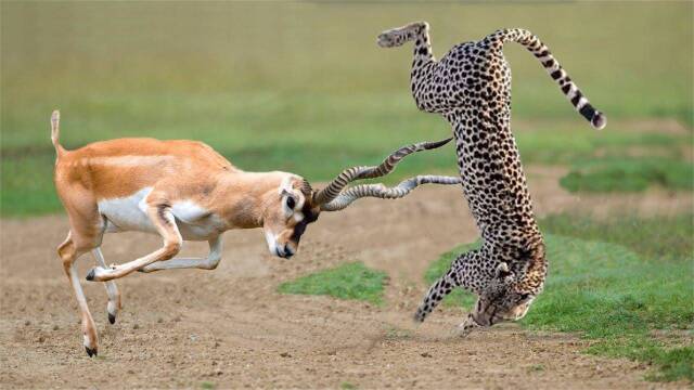 豹子捕食羚羊,怎么都没想到羚羊角如此尖锐,下一刻悲剧发生了