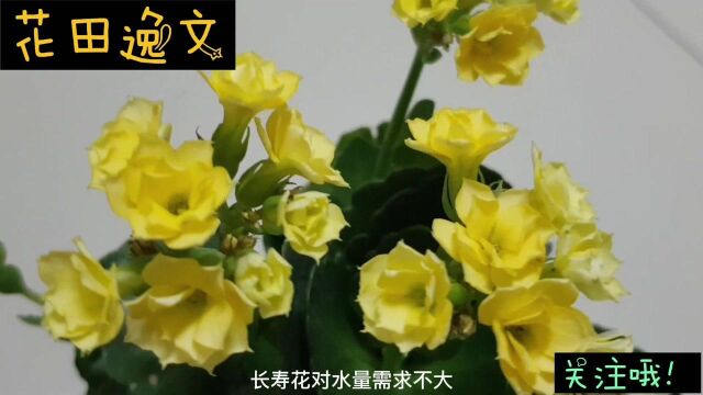 长寿花最难养,牢记这4句“口诀”,再冷也能花开爆满盆!