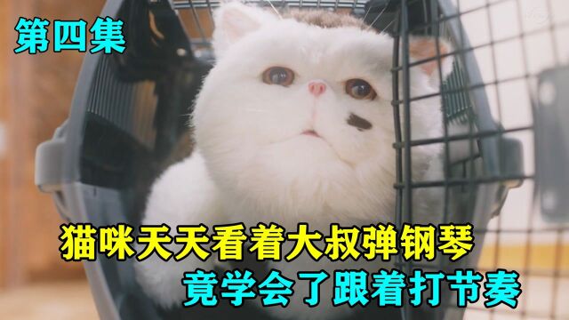 猫咪天天看着大叔弹钢琴,竟学会了跟着打节奏