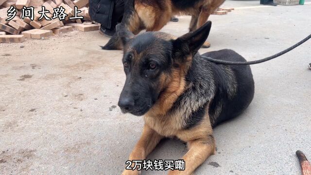 农村大哥花2万买条牧羊犬,市场找不到直接从外省拉过来,老好了